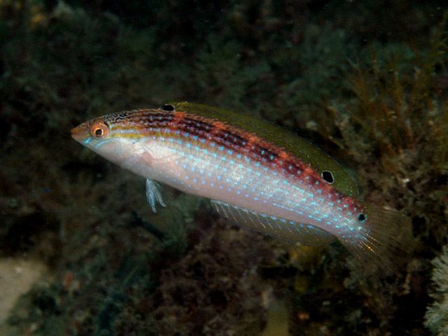 Suezichthys arquatus